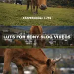 BMPCC 4K/6K LUTs Bundle (4 Sets) + ALL Sony S-Log3 Complete Pack | BRAW Gen 5 + S-Gamut3.Cine → Rec.709